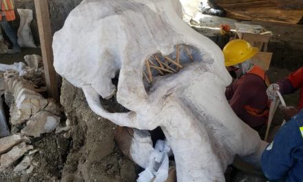 Salvamento Arqueológico en coordinación con el Instituto Nacional de Antropología e Historia