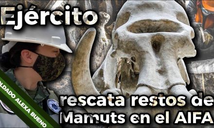 Ejército rescata restos de mamut en el AIFA