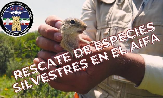 Compromiso con la naturaleza: rescate y reubicación de especies silvestres en el AIFA