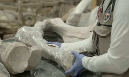 Centro de Investigación para hallazgos paleontológicos, parte del Corredor Cultural de Museos del AIFA