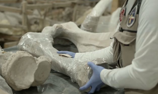 Centro de Investigación para hallazgos paleontológicos, parte del Corredor Cultural de Museos del AIFA